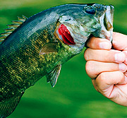 免费网络轰炸机app